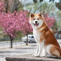 『秋田犬』が世界的に人気な理由6つ　どんな性格をしているの？知られざる魅力までご紹介