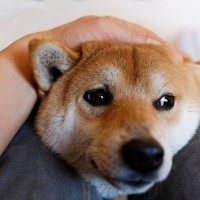 犬が飼い主に『体をぶつけてくる』理由4つ　愛犬がタックルしてくる心理や適切な対応まで