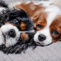 犬は『オス・メス』で性格が異なる？迎える前に必ず知っておくべき特徴の違いまで解説