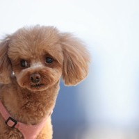 犬が『困っている』ときにみせる行動4選　見逃したくないSOSサインや飼い主がすべきことまで