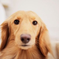 犬が『満足していない』ときにみせるサイン５つ　愛犬の不満を解消するためにできることとは？