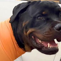 まだ小さいときに買った『大型犬の洋服』を着せた結果→サイズが大きくなりすぎて…想定外の『ピチピチ姿』に反響「明太子ですか？」「スタイルｗ」