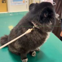 ウキウキで診察台に乗る犬→『ここは病院だ』と気付いた瞬間に…あまりにもわかりやすい『絶望する光景』に2万いいね「可愛すぎますｗｗ」