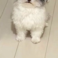 帰宅後、寝ていた犬が『お出迎え』をしてくれて…顔を見てみると→『ヨボヨボな表情』が愛おしいと18万いいね「起きてくれて尊い」「可愛いｗ」