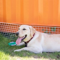 『真夏に犬の散歩』行かない方がいいの？どうしても必要な場合の注意点まで