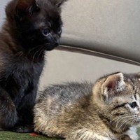 実家で『2匹の子猫』を保護→家族から写真が送られてきて…先住犬が見せた『尊すぎる反応』に7万いいね集まる「エモすぎ」「目頭が熱くなる」