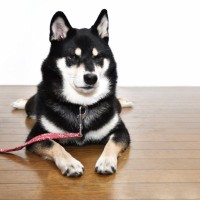 犬が命を落とすかもしれない『危険な首輪』5つ　購入前に必ずすべきチェック項目まで
