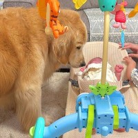 家に『赤ちゃんが遊びに来た』結果→大型犬が何度も様子を見に行って…『母性が爆発してしまう光景』が24万再生「感動した」「癒ししかない」