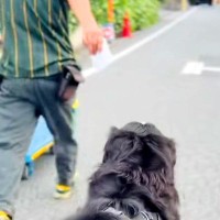 『クロネコヤマト配達員』が台車を押していたら、後ろから『超大型犬』が来て…微笑ましい光景が33万再生「ルンルン可愛い」「疲れ吹っ飛ぶ」