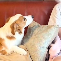 『臭いから無理』と犬に大反対していた夫→実際に飼ってみたら、毎日のように…嘘のような『まさかの光景』に反響「メロメロで草」「攻略成功」
