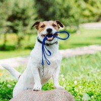 犬の散歩『適切なタイミング』とは？愛犬の体へ負担をかけないために知っておくべきことまで