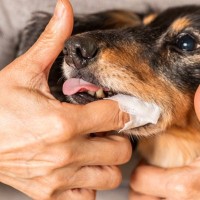 犬が『歯磨きを拒否』する理由5つ　スムーズにお手入れするためのコツとは？