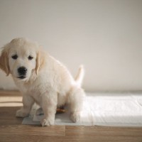 犬が『おしっこをした後』によくする仕草や行動6つ　治療が必要なサインまで