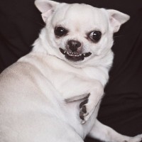 犬の『精神疾患』とは？今すぐに治療が必要な症状や判断する方法まで解説