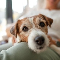 犬が人間にもたらす『7つの効果』愛犬との暮らしの中で得られるメリットや癒しの理由まで