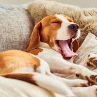 犬が『安心している』ときにみせる仕草や行動４つ　信頼している相手だけにするサインとは？