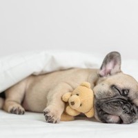 犬の『睡眠の質』を上げるためにできること5選　眠れていないときに起こる悪影響とは？