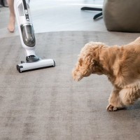 犬が驚いたときにみせるサイン4選　ビビリなワンコの共通点や暮らしの中で注意すべき行動まで