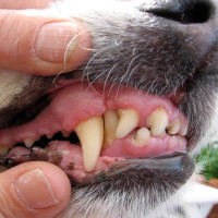 犬の『口腔内トラブル』を引き起こすNG行為4選　危険な症状や対処法まで