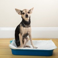 犬が『トイレの上にずっといる』心理4つ　排泄時以外もトイレシーツから動かないワケとは？