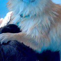 プールに水を入れていたら、子犬が『危険だ』と察して→一緒に入った女の子に…無慈悲すぎる『まさかの光景』が138万再生「意志ｗ」「冷静で草」