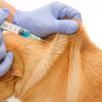 犬の『皮膚が伸びる』のはなぜ？主な理由や病気を早期発見するためのチェック方法まで