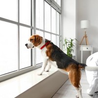 犬が『窓の外を眺めている』ときの心理4選　何を考えているの？飼い主がすべき対応まで