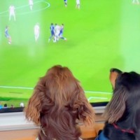 テレビでサッカーワールドカップを観戦する2匹の犬→ユニフォームを着て『日本を応援する光景』が12万再生「最強ツートップ」「可愛い応援団」