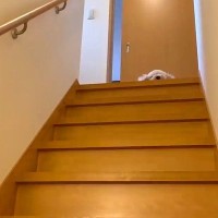 『抱っこで下ろして』と階段の上で待つ犬→数分後、再び様子を見に行った結果…まるで子供のような光景が10万再生「甘えん坊ｗ」「人みたい」