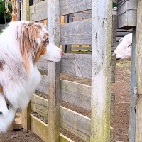 犬たちがはじめて『羊に会った』結果→牧羊犬の本能が出て…思った以上の『仕事っぷり』がすごいと33万再生「さすが」「友達になってるw」