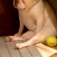 テーブルに乗って叱られた犬→明らかに『しょんぼり』してしまい…人間の子どものような『反省の表情』が472万再生「俺で草」「もう人間ｗｗ」