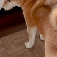 朝、家の中で『6歳の娘』を探す犬→『学校に行ったよ』と伝えた結果…切なすぎる光景が10万再生「なんて寂しそうな顔…」「大好きなんだね」