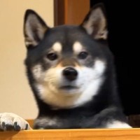 深夜に『トイレしたい』と犬に起こされた結果→『家の中でして』と言っても拒否して…可愛すぎる攻防戦が18万再生「完敗ｗ」「ワガママおもろい」