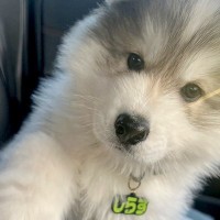 助手席に座る大型犬の赤ちゃん→約1年後、同じ場所で撮影した結果…『カッコよすぎる成長』に1万いいね「イケメンすぎる」「立派なモフに」