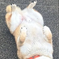 雨の日に『水が嫌いな柴犬』が散歩をした結果→『すぐ帰るかな』と思いきや…まさかの光景に10万いいね「悟り開いてて草」「強い意志感じるｗ」