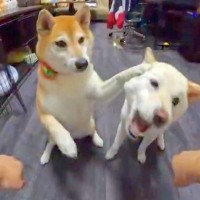 2匹の犬と『オヤツはどっちゲーム』をした結果→2択を外しすぎて、ヤケになり…『人間のような行動』に8万いいね「ナイス制止ｗ」「可愛い」