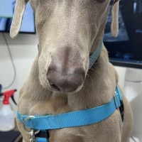 病院の診察台に乗る大型犬→あまりにも切ない顔で…スタッフも思わず笑った『哀愁漂う表情』に2万いいね「感情ダダ漏れで草」「人間味すごいｗ」