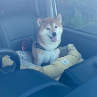 わざわざ車に乗って『大きな公園』に来た柴犬→ウキウキ笑顔だったのに…想定外の『過ごし方』に2万いいね「いい顔で草」「醍醐味なのかもｗ」