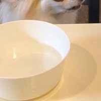 居酒屋で食事中、犬に『浮気現場』を目撃された結果→思った以上に『ブチギレている表情』に13万いいね「ガチの顔ｗｗ」「ズートピアにいそう」