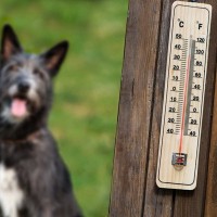 犬が『夏バテ』しているときの危険な症状4選　放っておくと命を落とす可能性も…