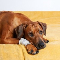 犬の『悲惨な事故』5選　実際にあった痛ましい事例や大切な愛犬を守るための心得まで