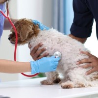 放っておくと危険な『犬の病気』5つ　絶対に見逃したくない初期症状とは？
