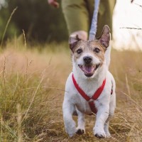 犬の飼い主が今すぐ見直すべき『生活習慣』5つ　愛犬の健康維持のために意識すべきポイントまで