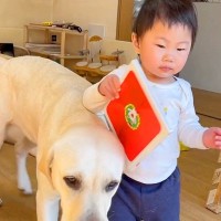 朝、1歳の女の子が『大型犬に押されて転んだ』結果→『泣き出すかな』と思いきや…尊すぎる光景が23万再生「ニコニコになるｗ」「仲直り上手」