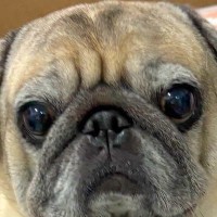 手編みで『首飾り』を作ったので、犬につけてもらった結果→全体を見てみると…思っているのと違う光景に5万いいね「牡蠣感ｗ」「同化してて草」