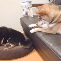 オヤツを1粒だけ残している犬→妹犬が『ちょうだい！』と訴えたら…あまりにも尊い行動に反響「優しいお兄ちゃん」「ありがとうが怖いんよｗ」