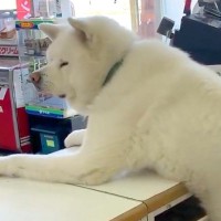 酒屋の店員さんとして働く『2頭の秋田犬』→お客さんが来店すると…何度でも通いたくなる光景に7万いいね「優秀な店員」「お出迎えされたい」