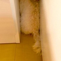 生まれて初めて『インターホンの音』を聞いた犬→ビックリしすぎて、隙間に…守りたくなる行動と表情に2万いいね「尊すぎて爆笑」「無邪気な瞳」