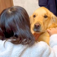 女の子が『大型犬の歯磨きをした』結果→口を開けてほしくて『イーッ』と言うと…賢すぎる『まさかの行動』が37万再生「スゴイ」「可愛すぎ」