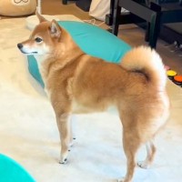 おばあちゃんが『犬に内緒で遊びに来た』結果→気配に気が付いて…『見つけた瞬間の光景』が微笑ましいと反響「大好きなんだね」